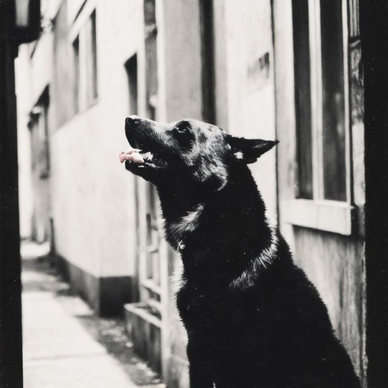 fennPhoto_v10 - ai art image - close up of a mangy stray dog, - AI Art - Image Generator - Stable Diffusion